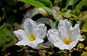 Texas wild olive, cordia boissieri