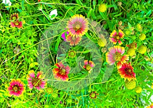 Texas Wildflower Background Flower,Indian Blanket aka Firewheel