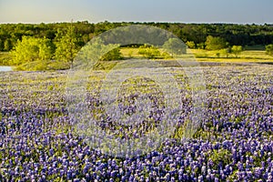Texas wildflower - bluebonnet filed in Ennis, Texas