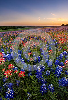 Texas wildflower - bluebonnet and indian paintbrush field in sunset