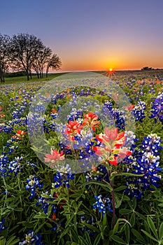 Texas wildflower - bluebonnet and indian paintbrush field at sunset