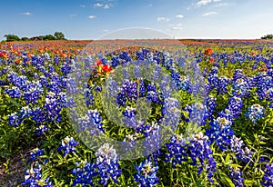 Texas wildflower - bluebonnet and indian paintbrush filed