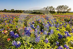 Texas wildflower - bluebonnet and indian paintbrush filed