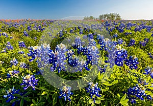 Texas wildflower - bluebonnet and indian paintbrush filed in Spring