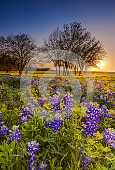 Texas wildflower - bluebonnet or lupine filed at sunset