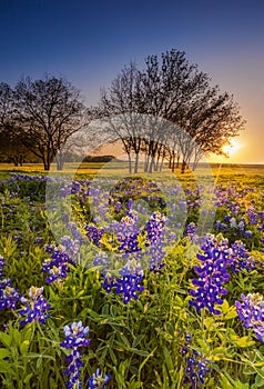 Texas wildflower - bluebonnet or lupine filed at sunset photo