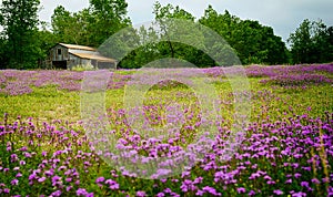 Texas Wildflower Field and Barn