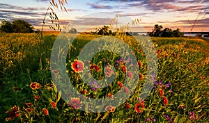 Texas Wildflower Sunset