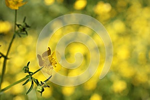 Texas Wildflower Yellow Buttercup Ranunculus bulbosus - Bulbous Buttercup