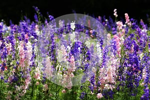 Texas Wildflowers