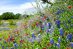 Texas wildflowers awash in morning sunshine