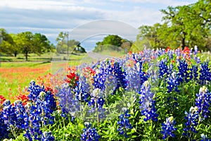 Texas wildflowers awash in morning sunshine