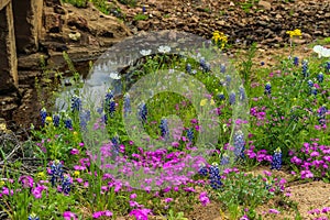 Texas Wildflowers by the Creek