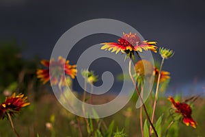 Texas Wildflowers Before an Early Evening Storm