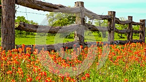 Texas wildflowers near rustic wood fence