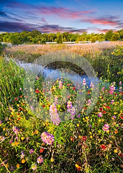 Texas Wildflowers at Sunrise photo