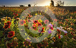 Texas Wildflowers at Sunrise