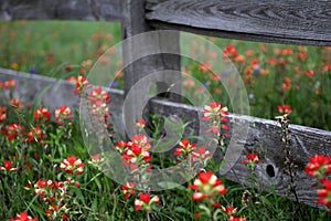 Texas wildflowers and wooden fence in Spring