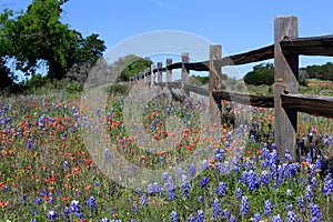 Texas wildflowers and wooden fence in Spring