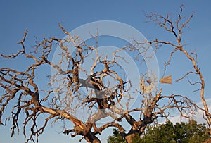 Texas windmill with dead tree branches