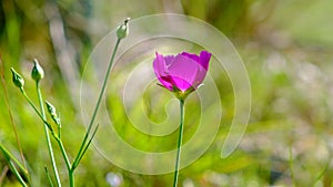 Texas winecup flower Callirhoe involucrata with new buds. Shallow depth of field, with green grass in the background. Purple wil photo