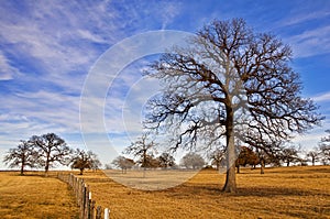 Texas winter sky