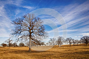 Texas winter sky