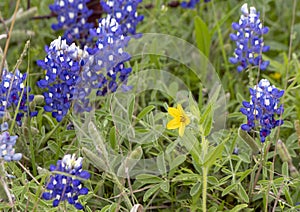 Texas Yellow Star Lindheimera texana, surrounded by Bluebonnets along the Bluebonnet Trail in Ennis, Texas