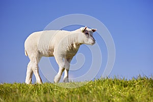 Texel lamb on the island of Texel, The Netherlands photo