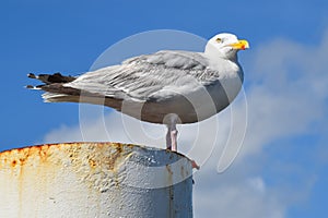 Texel, Netherlands. August 2022. Resting seagull on a rusty mooring post.