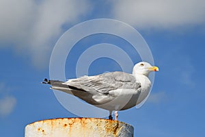 Texel, Netherlands. August 2022. Resting seagull on a rusty mooring post.