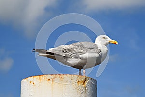 Texel, Netherlands. August 2022. Resting seagull on a rusty mooring post.