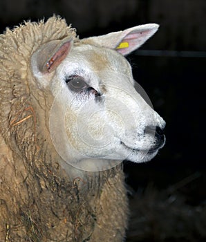 Texel Sheep photo