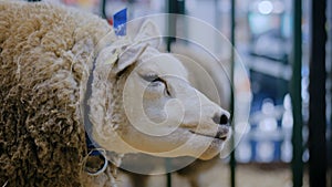 Texel sheep eating hay at animal exhibition, trade show - close up