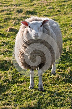 Texel sheep on grass field