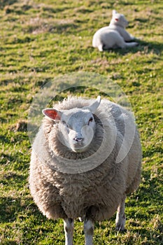 Texel sheep with lamb on grass field