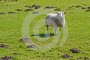 Texel sheep in lush grass field (1)