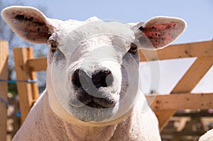 Texel Sheep photo