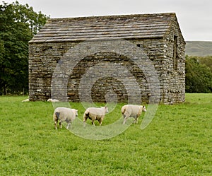 Texel Sheep in Swaledale countryside Yorkshire Dales UK