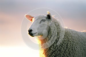 Texil Sheep