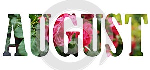 Text August on white background over pink rose flowers with green leaves