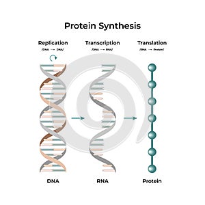 Protein Synthesis Replication Transcription and Translation Design Vector Illustration photo