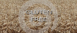 Text gluten free on wheat field background.