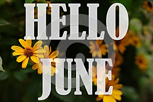 Text HELLO JUNE from nature flowers background isolated on white