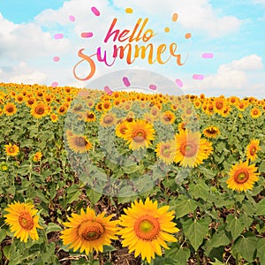 Text hello summer with sunflower field