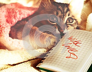 Text With Love on paper, notepad. Pretty cute kitten relaxing on the bed with red heart. Mischief Tabby cat. Funny pets. Gifts,