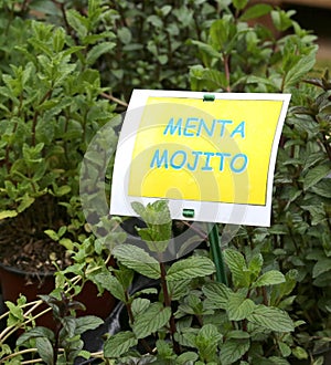 Text MENTA MOJIT which in Italian means MENTHA to prepare photo