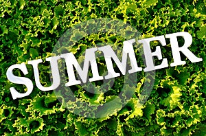 Text Summer from white letters on curly green lettuce. Concept diet, detox time, summer menu, healthy food. Top view