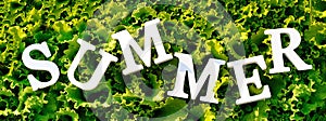 Text Summer from white letters on curly green lettuce. Concept summer diet, detox time, healthy food. Top view Banner