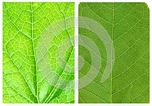 Green leaf backgrounds patterns